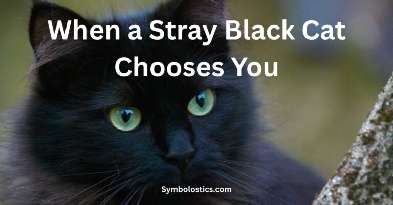 When a Stray Black Cat Chooses You